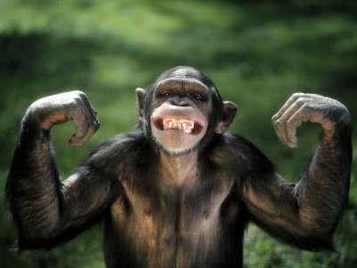 Chimpanzee flexing muscles.jpg
